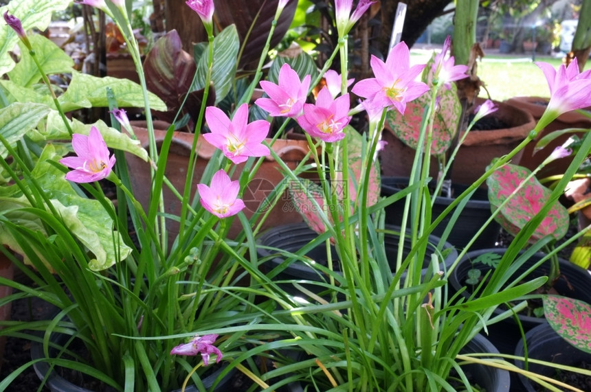 粉红雨百合模糊花瓣图片