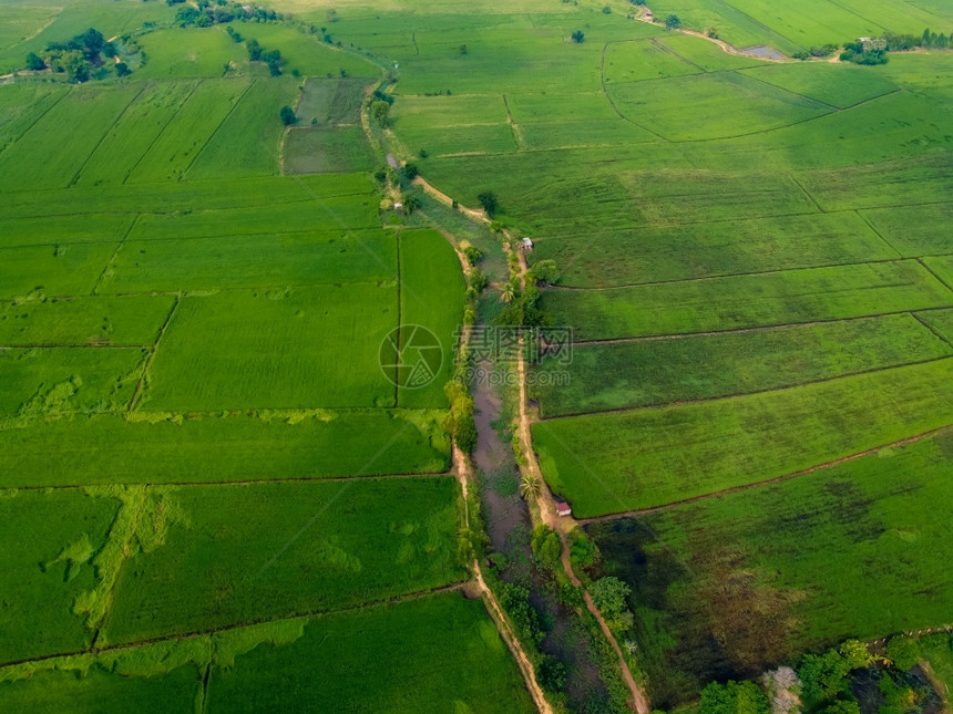 环境Asia的绿稻田无人驾驶飞机空中照片土地图片