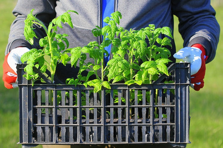 栽培小农番茄苗托箱小农番茄苗箱温室爱好图片