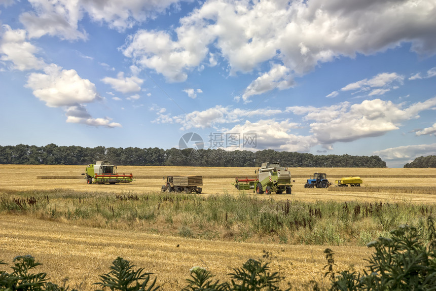 收集实地采金小麦的农用业机械联合收割小型麦者在田间收集黄金小麦成熟色的面包图片