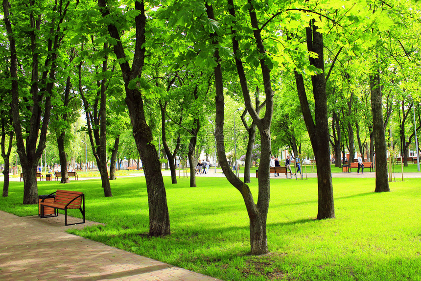 绿色季节城市公园有长椅和大绿树和的市政公园还有漂亮的前列小路长椅和大绿树区图片
