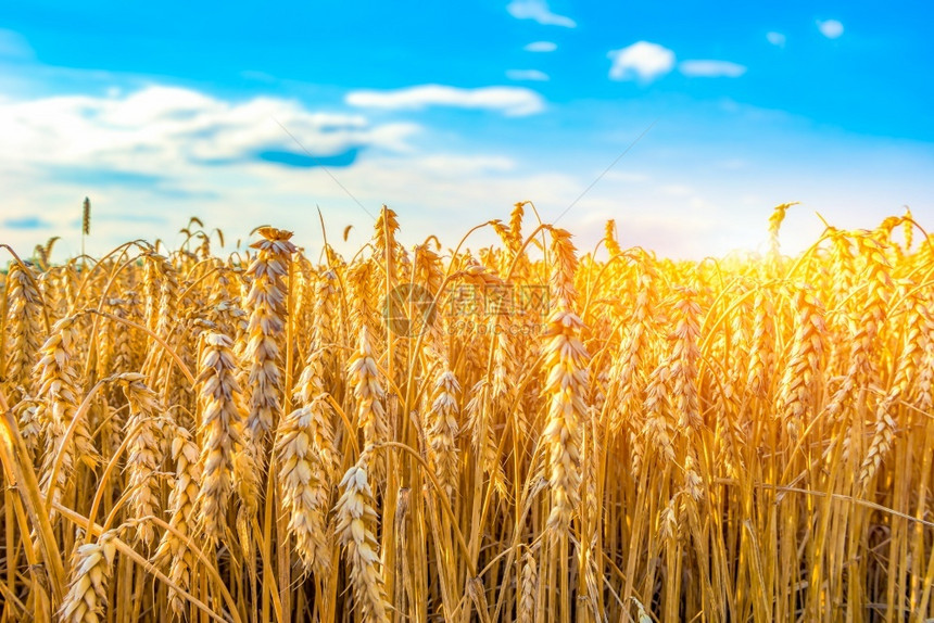 大麦阳光和蓝天下熟小麦田间日光之下耳朵美丽图片