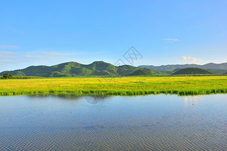 户外花园泰国阳光明媚的黄色草地热带田水山自然风景图天空图片