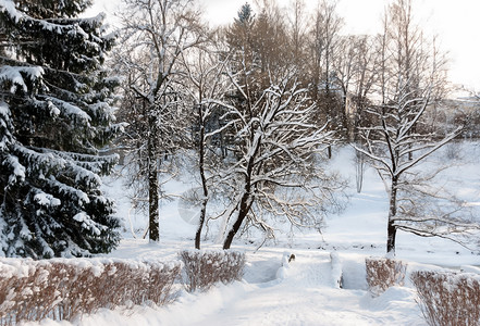 户外冷杉观察冬季公园中雪覆盖的道路和树木景象新蓝色的高清图片素材
