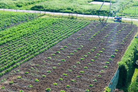 园艺花庄稼年轻的农业种植土豆的田地种植土豆的田地年轻农业种植图片