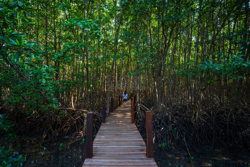 木头尖竹汶府景观在泰国昌塔胡里森林红树中走着木桥图片