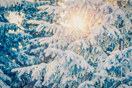 山雪覆盖了松树冬天背景令人惊叹旅行观下雪的高清图片素材
