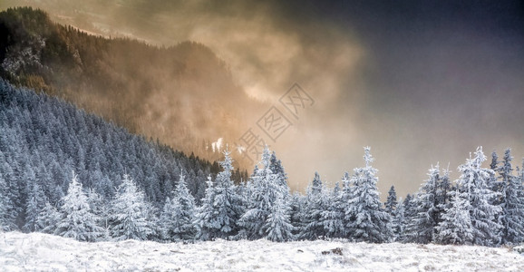 户外旅行蓝色的雪覆盖了松树冬天背景令人惊叹季节高清图片素材