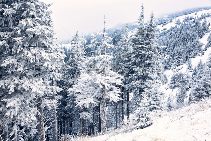 寒冷的苍白雪覆盖了松树冬天背景令人惊叹风优美图片