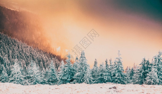 旅行冒险新的雪覆盖了松树冬天背景令人惊叹太阳高清图片素材
