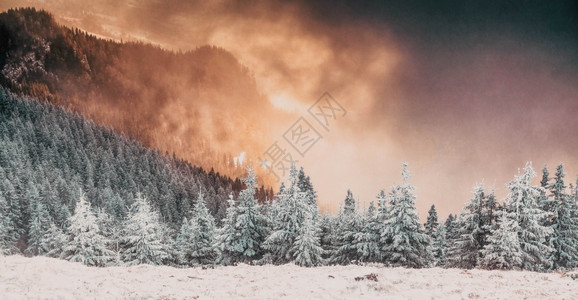 冷冻雪覆盖了松树冬天背景令人惊叹白色的山苍白高清图片素材