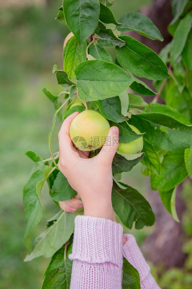 在树枝上挂着果子的青绿苹将从树枝上撕开的小孩手紧在树枝上挂着果子年轻的植物颜色图片