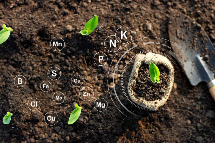 园艺玉米苗从肥沃的土壤中生长并具有关于适合种植的土壤中矿物技术图标b耕种植物泥图片
