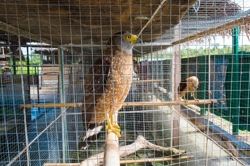 喙笼中菲律宾Bohol被囚禁的白骨蛇鹰斯皮洛尔尼谢拉图片