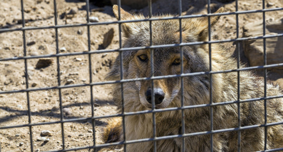 坐在动物园笼子里的老灰狼一只野生危险掠食老灰狼眼睛牙齿细胞图片