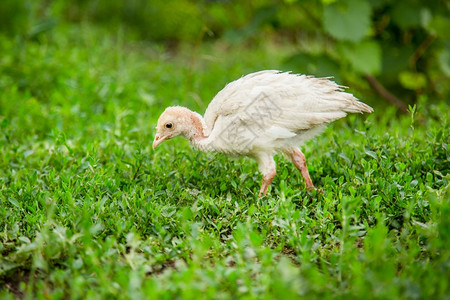 春天农家乐食物在院子里的草火鸡上白和黑图片
