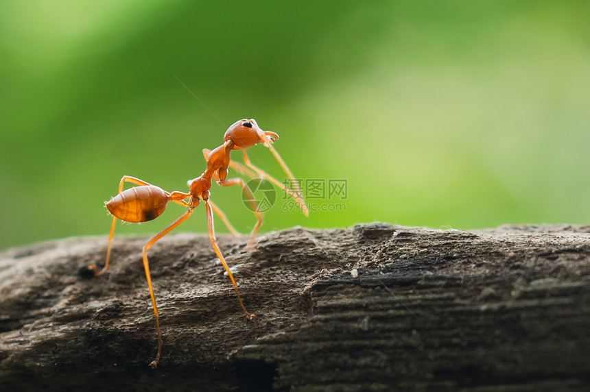 探索颜色照片红蚂蚁站在森林中的树上图片