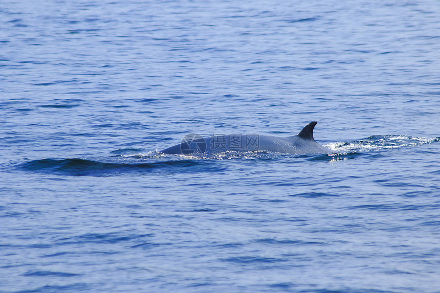 旅行游Brydersquos鲸鱼是泰国海域的Edenrsquos鲸鱼是一头大型鲸鱼是哺乳动物在尾端弯曲的鳍海岸图片
