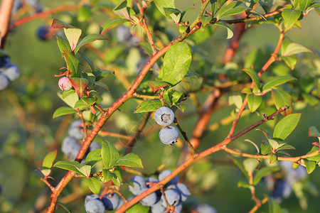 高丛蓝莓树枝上的蓝莓背景