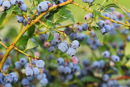 高丛蓝莓树枝上的蓝莓背景