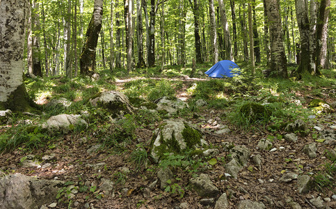 照亮阳光耀着明亮的绿树林和蓝色旅游帐篷蓝色旅游帐篷位于明亮的绿色森林中自然全景背景图片
