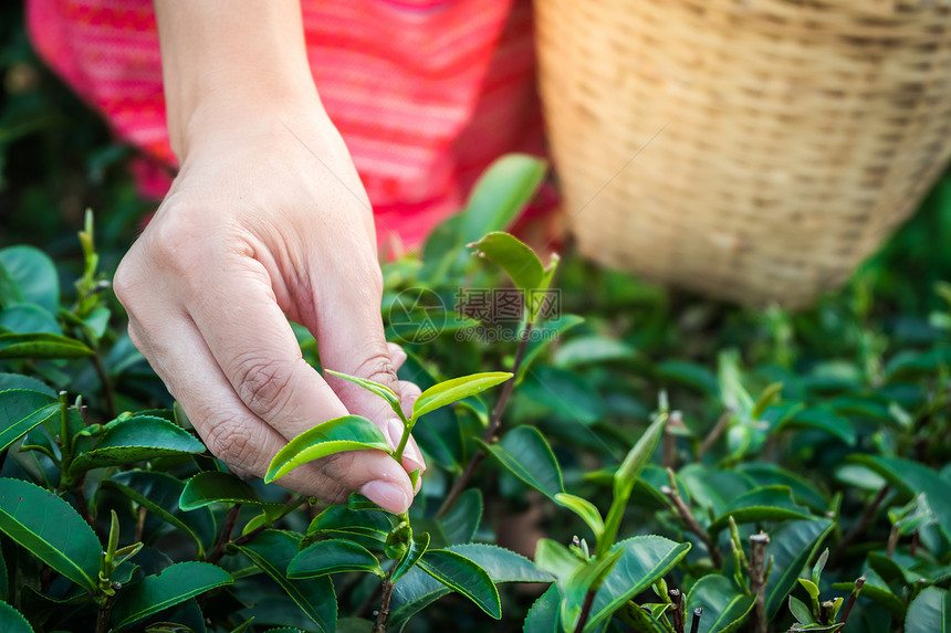 乡村的收成农场早上在山握着青绿茶叶的女子手与日光农林植树种园一道图片