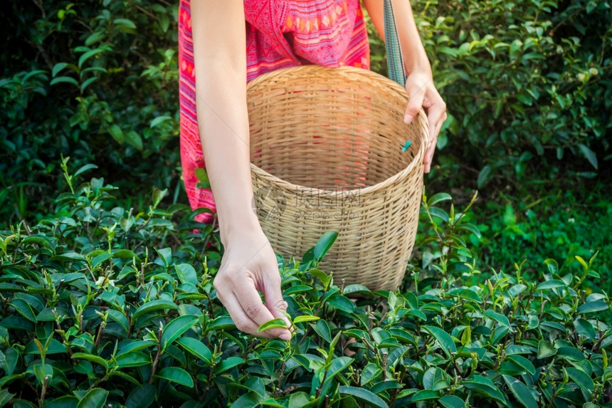 早上在山握着青绿茶叶的女子手与日光农林植树种园一道草本物春天农场图片