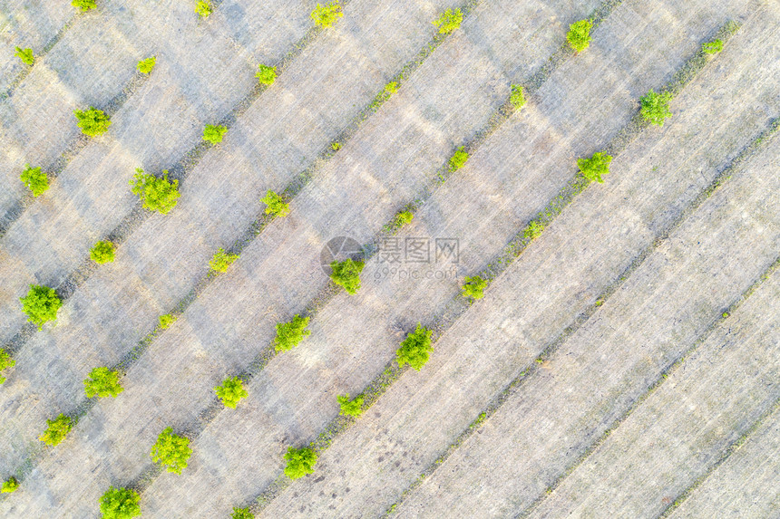 空中摄影年轻绿树的顶端景色农业田耕种土地景观最佳绿色图片