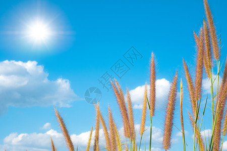 日落晴天Desho草地有美丽的蓝天空白云和阳光背景全特林图片