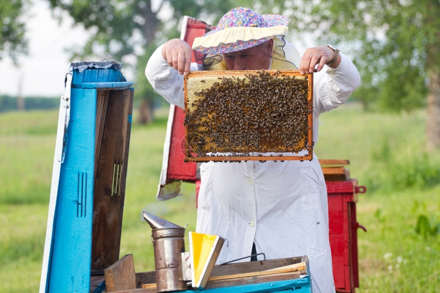 养蜂人在职的幼虫有蜂窝养员工作在补助图片