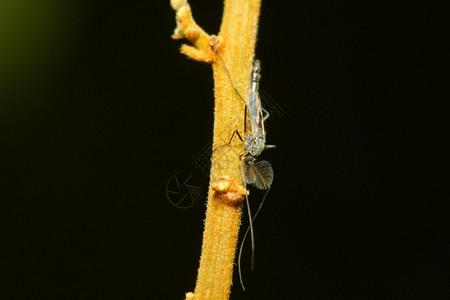 夏天在自然花园的树上关闭蚊虫常设生物学图片