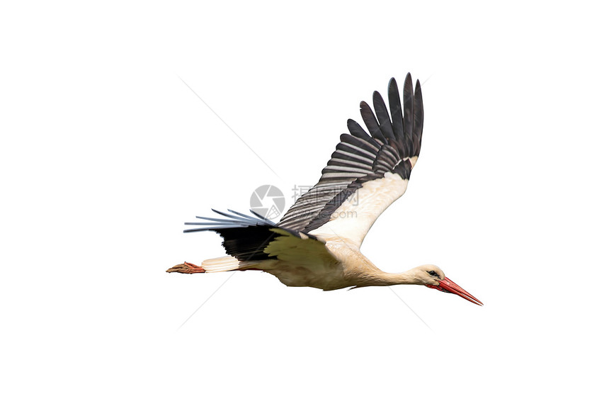 再生产白色背景飞行中的白鹤Ciconiacicnia黑色的巢图片