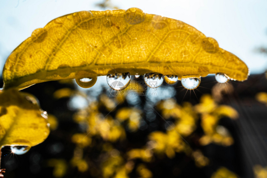 雨滴草叶子上的水闪发光亮的图片
