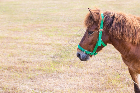 马匹速度放牧绿色草原上的棕马绿草背景图片