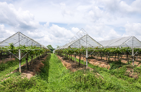 葡萄种植面积行业泰国农村的葡萄场种植面积屋顶农业背景