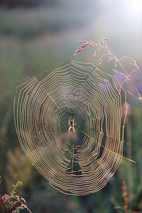 夏天植物生活在网中间的蜘蛛与露珠特写蜘蛛屋太阳升起前的自然纹理蜘蛛网与水滴温暖的背景图片