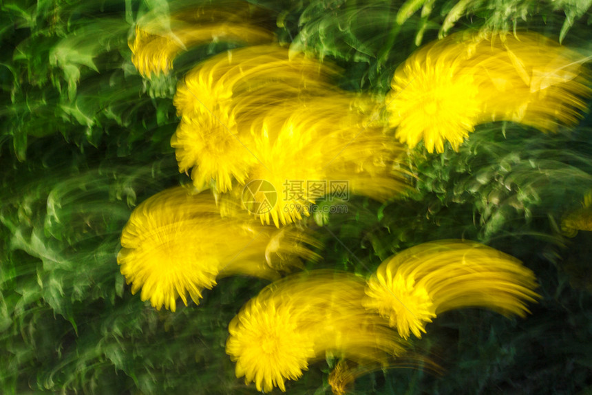 移动公园质地花朵的抽象纹理和背景模糊照片在黄色和绿颜中具有运动和连状效果在黄色和绿颜中具有运动效果图片