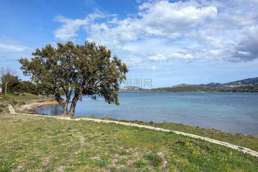 风景优美欧洲旅行意大利萨丁亚Sardinia的树沙滩景观3月的ArtLandscape与撒丁亚的树沙滩翻天覆地图片