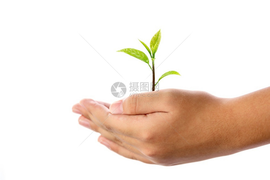 人类手握着白背景上孤立的年轻植物用于环境保护和拯救世界的概念在白色背景上与世隔绝农业树收成图片