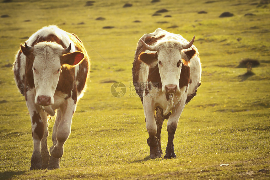 哺乳动物两头奶牛在日落时光来到村里在附近草地上整天放牧之后全到来草甸景观图片