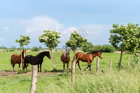 森林自由行走的马匹田间四成年马自由行走的匹健康乡村图片