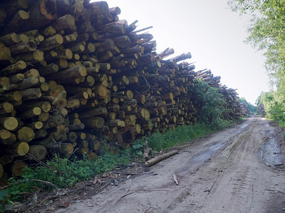 落下原木堆放在路边砍伐的树木堆放砍伐的树木堆放日志在路边行业软木树桩高清图片素材