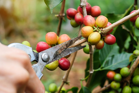 农场生的长咖啡红或成熟阿拉伯黄莓种植农业园概念以及农牧业和种植背景图片