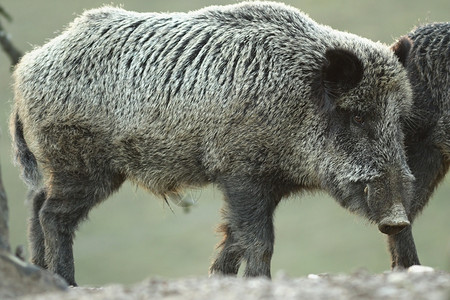 荒野黎明时的大型猪Suscrofa好奇动物看着相机毛皮欧洲的图片