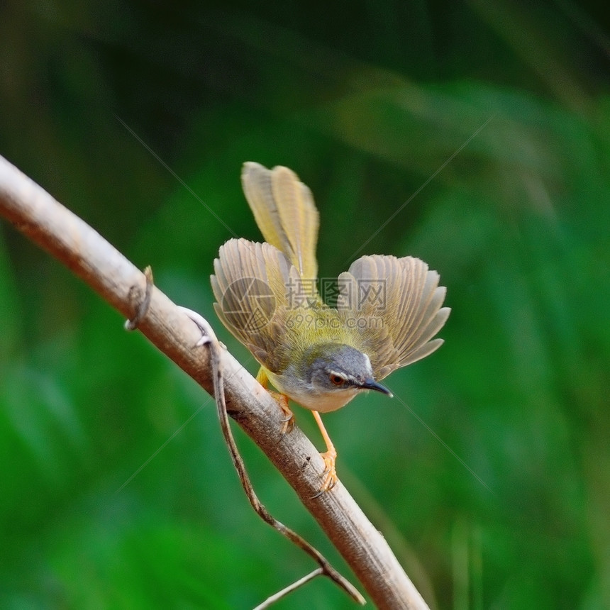 生物动站在树枝上背面侧写绿色的黄蛋白小鸟Priniaflaviventris快的图片