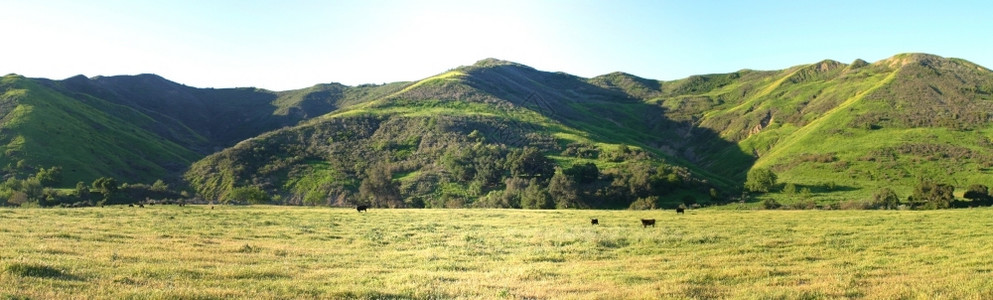 Ojai和Ventura附近带牛群的绿草地峡谷风景优美靠近远景高清图片素材