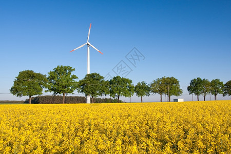 蓝色的磨春时场的风车农发电机图片