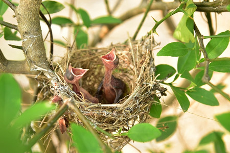 有小婴儿的鸟巢叶子喙再生产图片