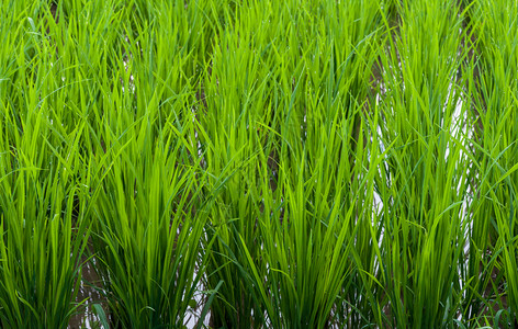 排帧食物关闭泰国农村有机林木的茉米稻田以收割甘油稻田土壤高清图片素材