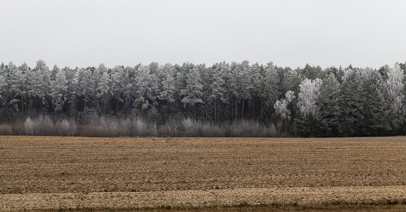 天冬季的松树林覆盖白原冻霜靠近农业田地的风景与冬季森林面积相近游侠天空风景优美高清图片素材